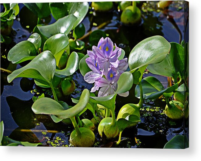 Plant Acrylic Print featuring the photograph Water Hyacinth by Linda Brown