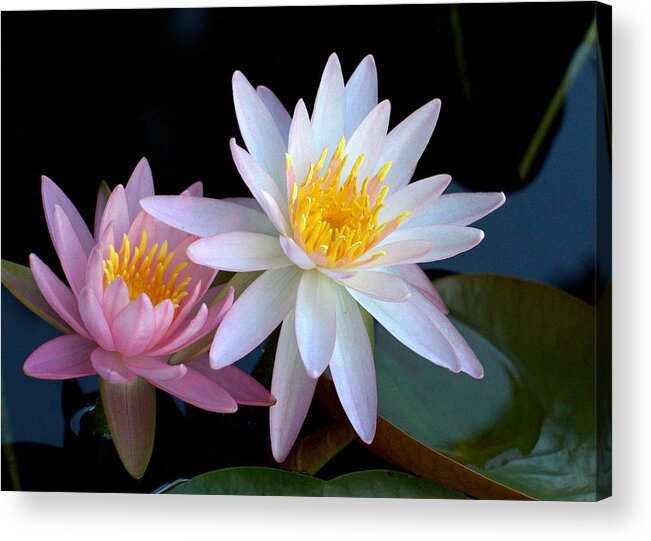 Flower Acrylic Print featuring the photograph Water Lilies by Farol Tomson