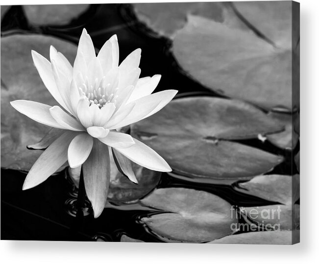 Landscape Acrylic Print featuring the photograph Water Lily in the Lily Pond by Sabrina L Ryan