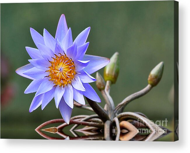 Flowers Acrylic Print featuring the photograph Water Lily Reflections by Kathy Baccari