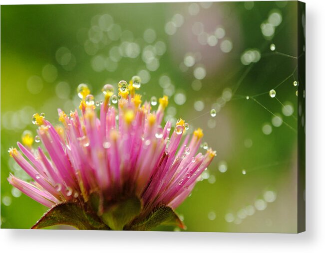 Flower Acrylic Print featuring the photograph Webs and Water Whimsy by Kelly Nowak