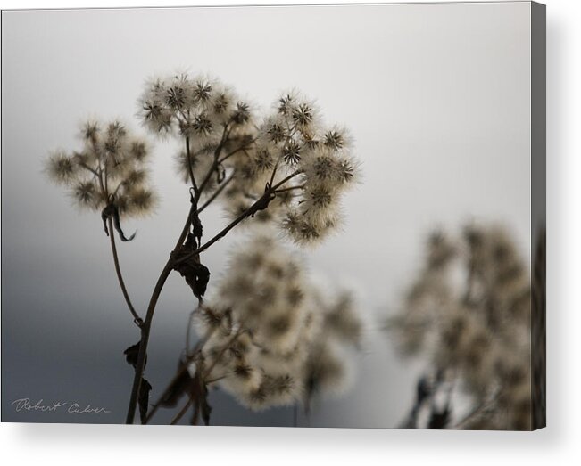 Pitman Acrylic Print featuring the photograph Weed Seed Pods by Robert Culver