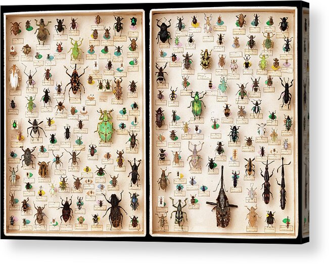 Animal Acrylic Print featuring the photograph Weevil Specimen Draw by Natural History Museum, London/science Photo Library
