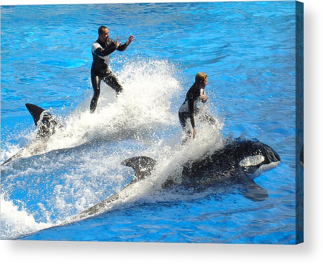 Sea World Acrylic Print featuring the photograph Whale Racing by David Nicholls