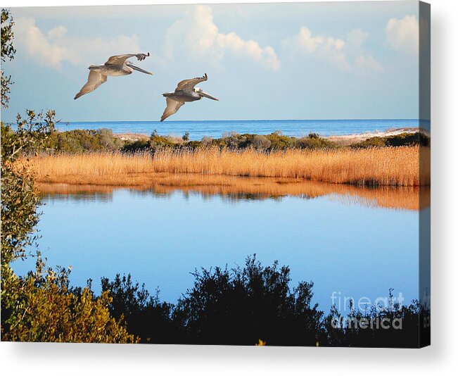 Pelicans Acrylic Print featuring the photograph Where The Marsh Meets The Atlantic by Kathy Baccari