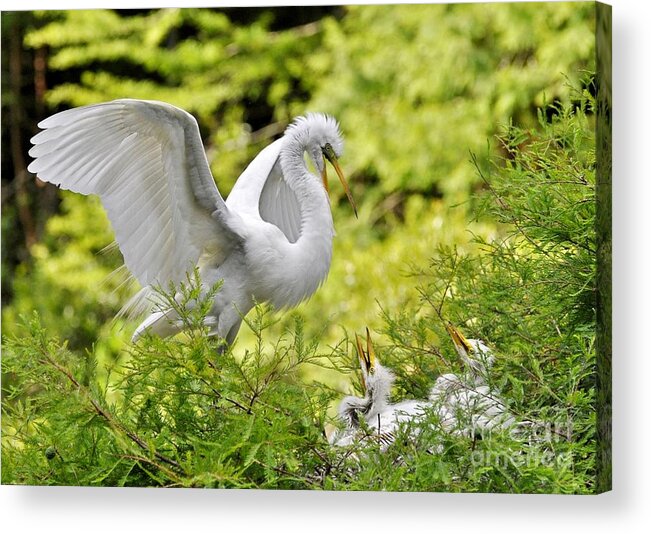 Egret Acrylic Print featuring the photograph Where's Our Lunch Ma by Kathy Baccari