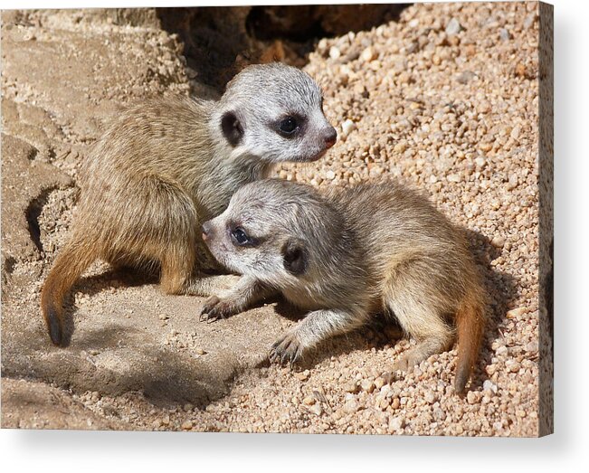 Meerkat Acrylic Print featuring the photograph Which Way Now - Baby Meerkats by Margaret Saheed
