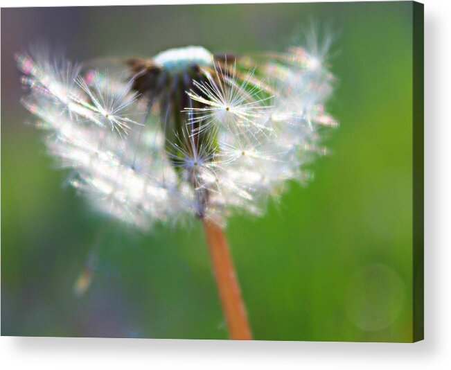 Dandelion Acrylic Print featuring the photograph Whimsy Dandelion by Candice Trimble