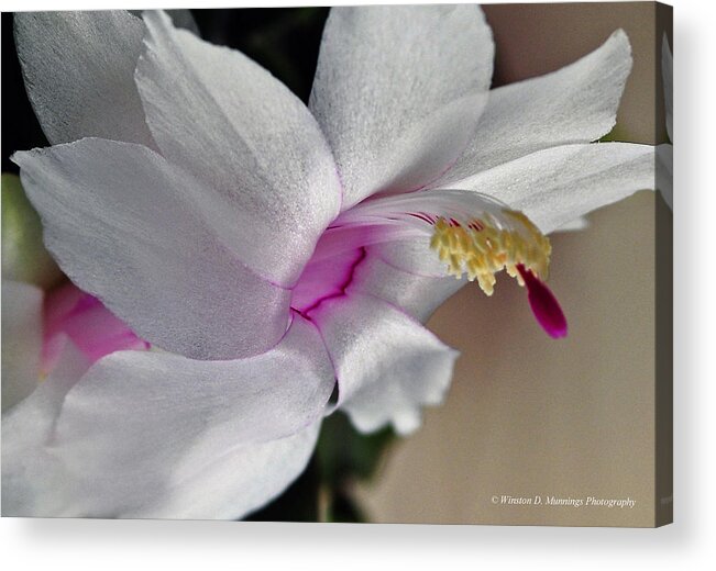 Schlumbergeera Acrylic Print featuring the photograph White Christmas Cactus by Winston D Munnings