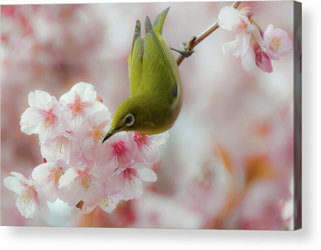 Animal Themes Acrylic Print featuring the photograph White-eye And Cherry Blossoms by I Love Photo And Apple.