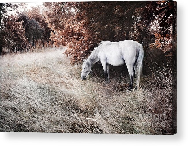 Horse Acrylic Print featuring the photograph White horse by Jelena Jovanovic