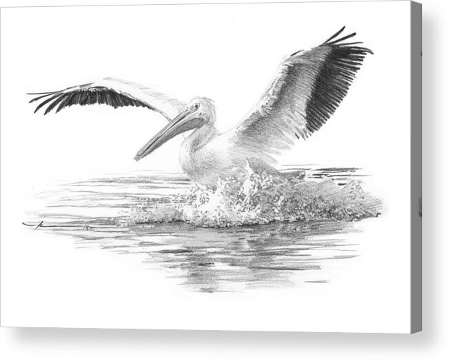 <a Href=http://miketheuer.com Target =_blank>www.miketheuer.com</a> Acrylic Print featuring the drawing White Pelican Pencil Portrait by Mike Theuer