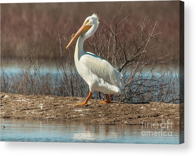 Wildlife Acrylic Print featuring the photograph White Pelican by Robert Frederick