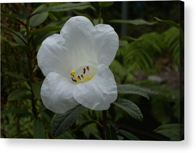 Rhody Acrylic Print featuring the photograph White Rhododendron by Jerry Cahill