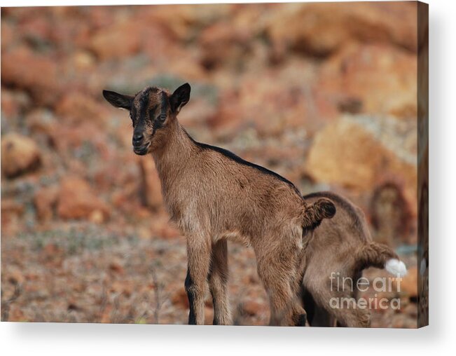 Goat Acrylic Print featuring the photograph Wild Baby Goat by DejaVu Designs