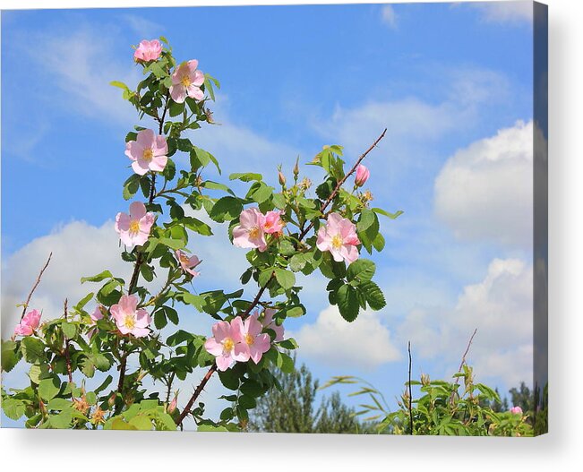 Roses Acrylic Print featuring the photograph Wild Roses in June by Jim Sauchyn