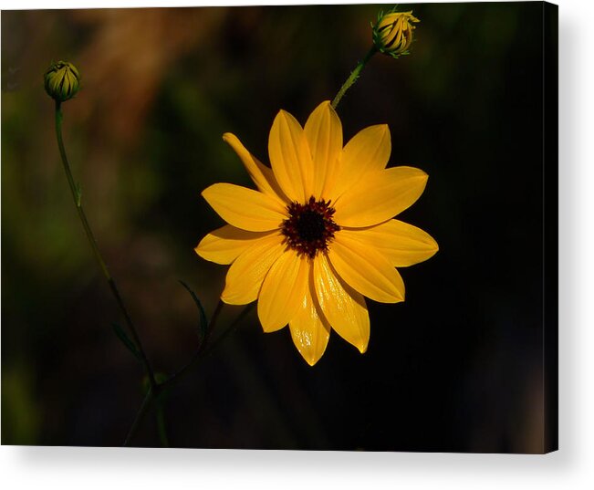 Flower Acrylic Print featuring the photograph Wild Sunflower by Rosalie Scanlon