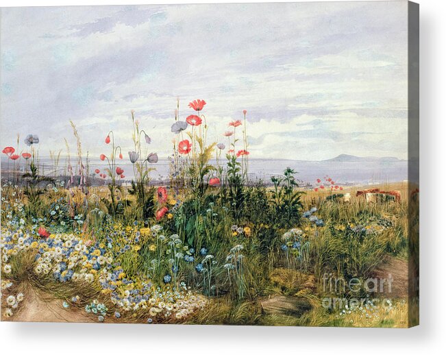 Meadow; Flowers; Irish; Wild; Landscape; Poppies Acrylic Print featuring the painting Wildflowers with a View of Dublin Dunleary by A Nicholl
