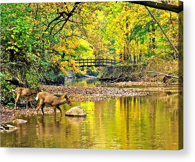 Wildlife Acrylic Print featuring the photograph Wildlifes Thirst by Frozen in Time Fine Art Photography