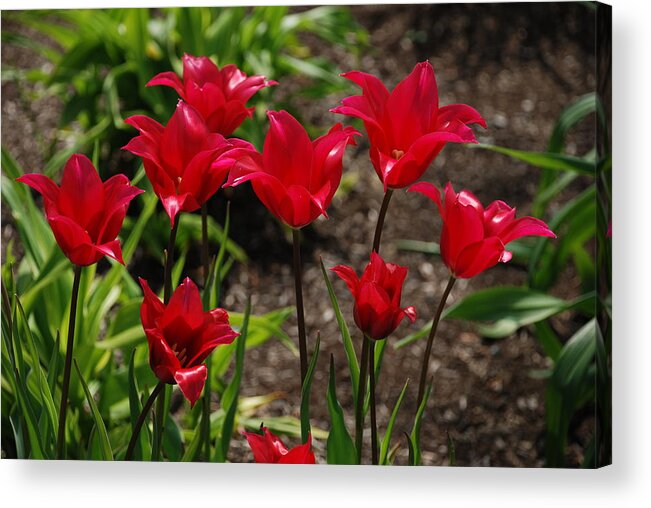 Red Acrylic Print featuring the photograph Willa's Red by Kathy Paynter