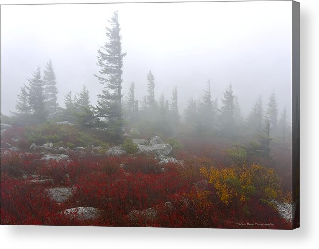 Pines Acrylic Print featuring the photograph Wind Swept Pines Amongst the Foggy Mist by Daniel Behm