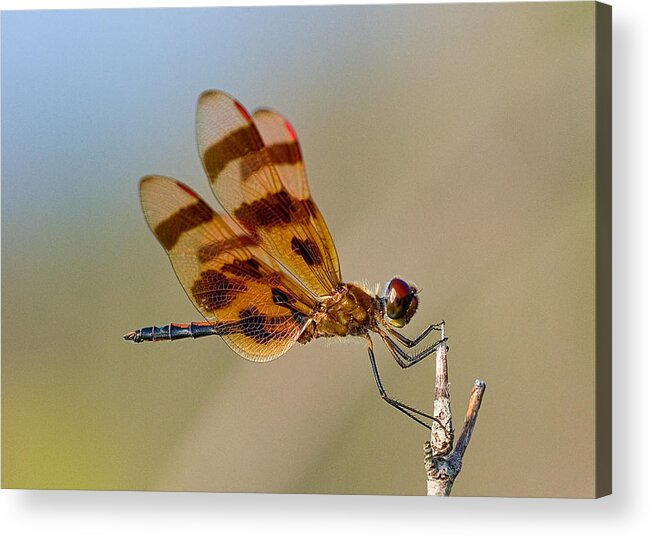 Odonata Acrylic Print featuring the photograph Windy Day Dragonfly by Jim Zablotny