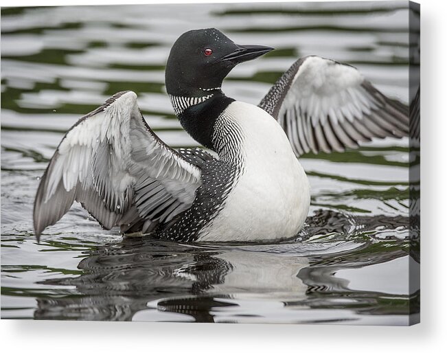 Loon Acrylic Print featuring the photograph Wing Flap by Gordon Ripley