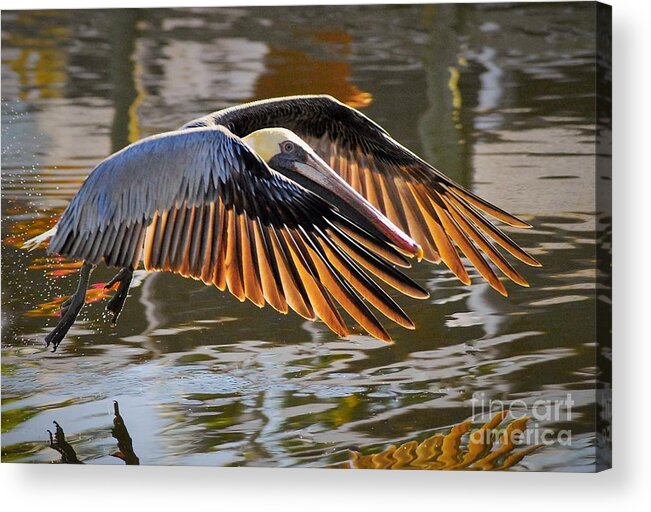 Pelican Acrylic Print featuring the photograph Wings Of Gold by Quinn Sedam
