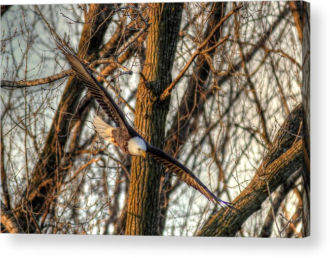 Eagle Acrylic Print featuring the photograph Wings by Thomas Danilovich