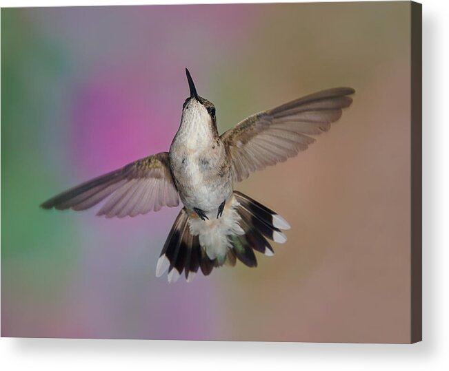 Ruby-throated Hummingbird Acrylic Print featuring the photograph Wingspread by Leda Robertson