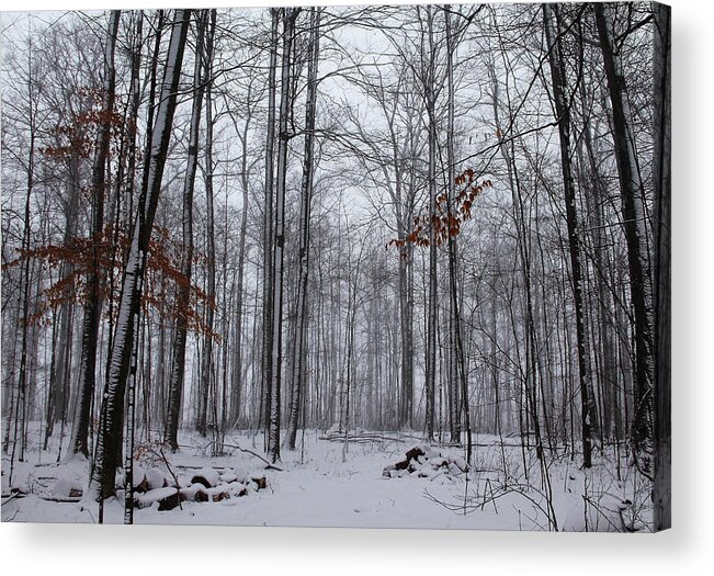 Hilton Conservation Park Acrylic Print featuring the photograph Winter Storm In The Forest by Debbie Oppermann