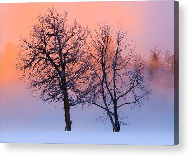 Blue Hour Acrylic Print featuring the photograph Winter Trees by Jakub Sisak