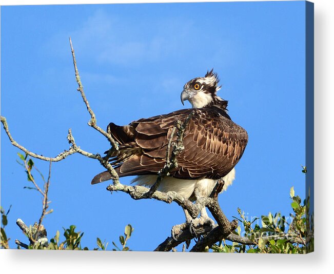 Osprey Acrylic Print featuring the photograph With The Wind In His Feathers by Kathy Baccari