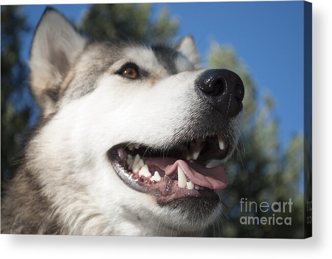 Amber Eyes Acrylic Print featuring the photograph Wolf by Juli Scalzi