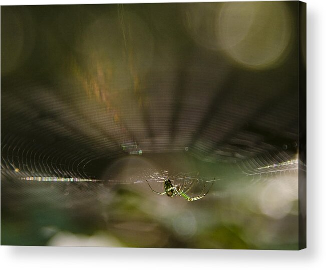Spider Acrylic Print featuring the photograph Woodland Spider Abstract by Michael Dougherty