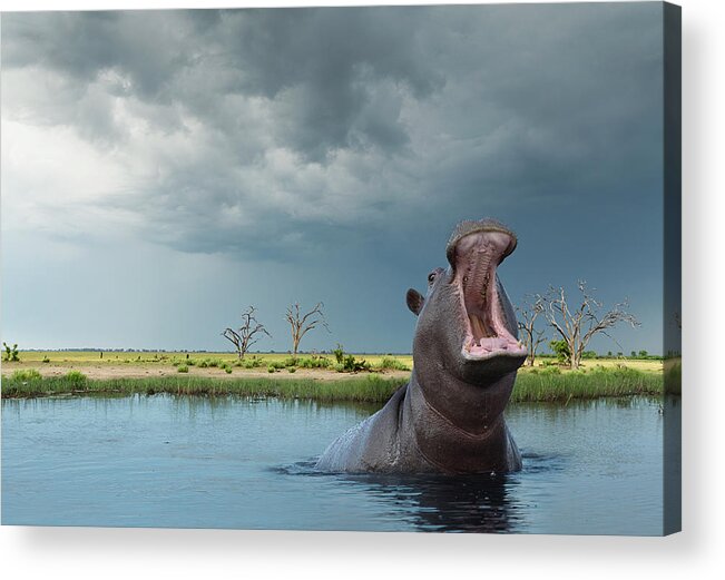Botswana Acrylic Print featuring the photograph Yawning Hippo Hippoptamus Amphibius by Buena Vista Images