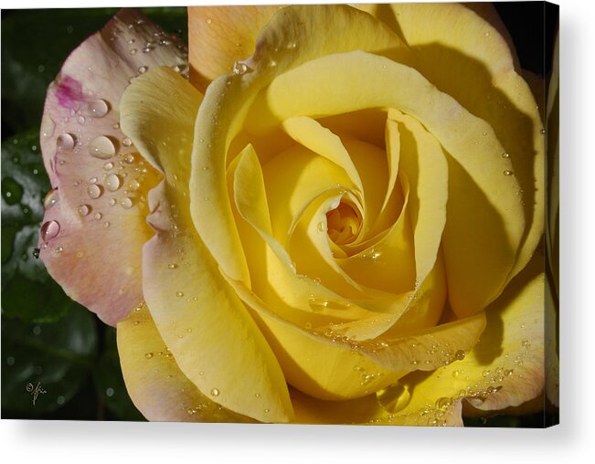 Rose Acrylic Print featuring the photograph Yellow Crisp by Arthur Fix