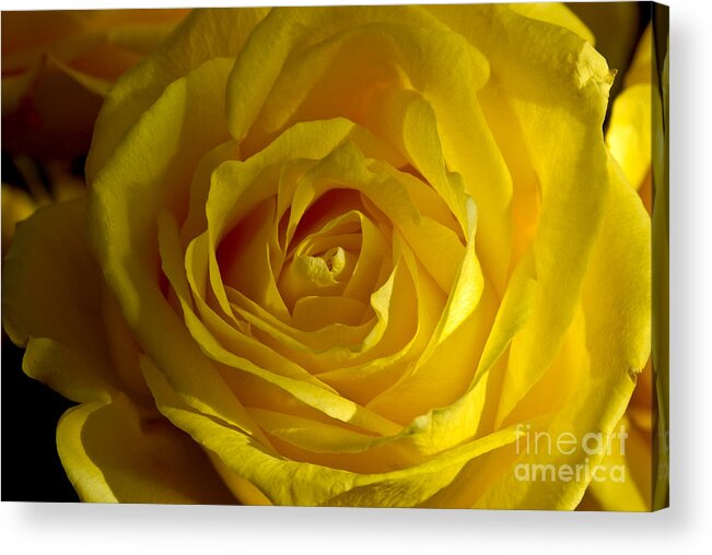 Yellow Acrylic Print featuring the photograph Yellow Rose by Anthony Sacco