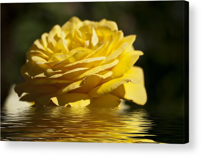 Yellow Rose Acrylic Print featuring the photograph Yellow Rose Flood by Steve Purnell