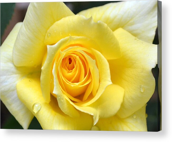Single Acrylic Print featuring the photograph Yellow Rose l by Michelle Calkins