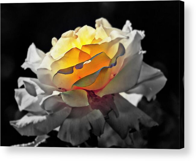 Flowers Acrylic Print featuring the digital art Yellow Rose Series - ...But soul is alive by Lilia D