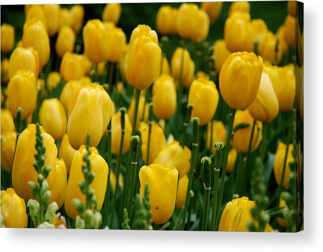 Tulip Acrylic Print featuring the photograph Yellow Tulip Sea by Jennifer Ancker