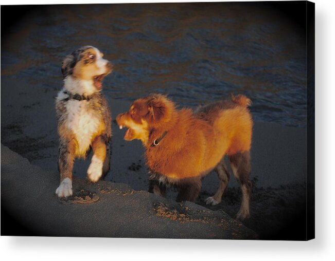 Dogs Acrylic Print featuring the photograph You don't say by Richard Hinger