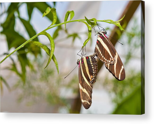 Zebra Longwing Acrylic Print featuring the photograph Zebra Longwing Butterflies Mating by Maj Seda