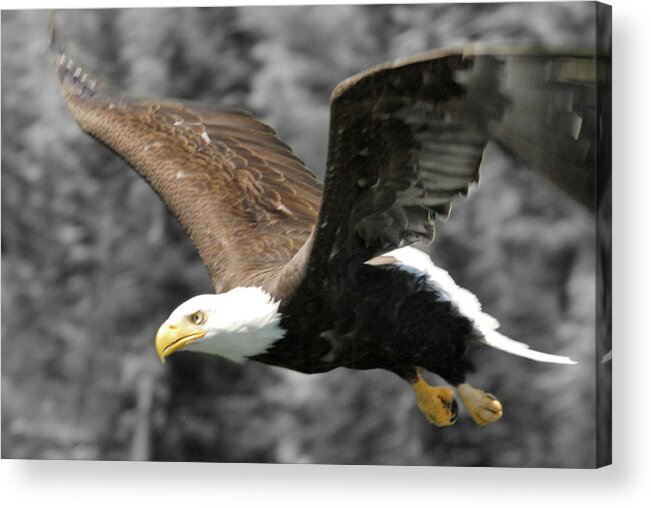 Wildlife Acrylic Print featuring the photograph Zeroed In by Arthur Fix