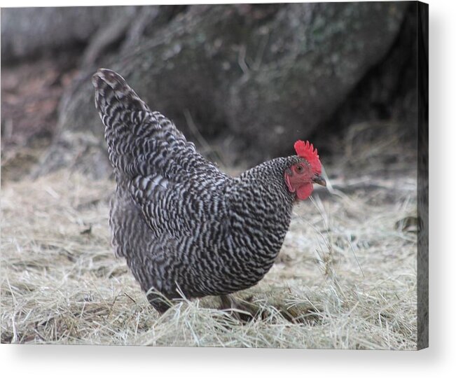 Plymouth Rock Hen Acrylic Print featuring the photograph Pretty Hen Under Tree by Jeanne Juhos