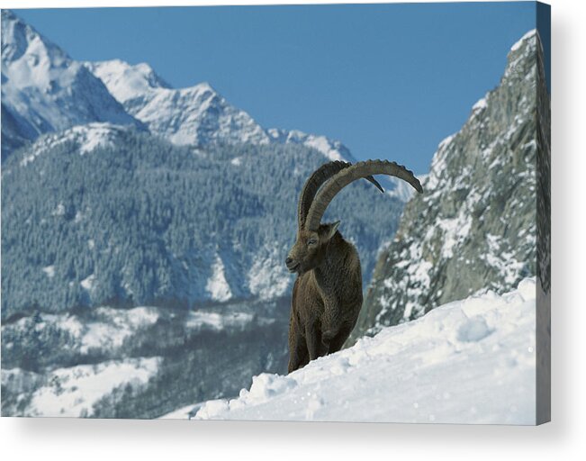 Mp Acrylic Print featuring the photograph Alpine Ibex Capra Ibex Adult Male #1 by Cyril Ruoso