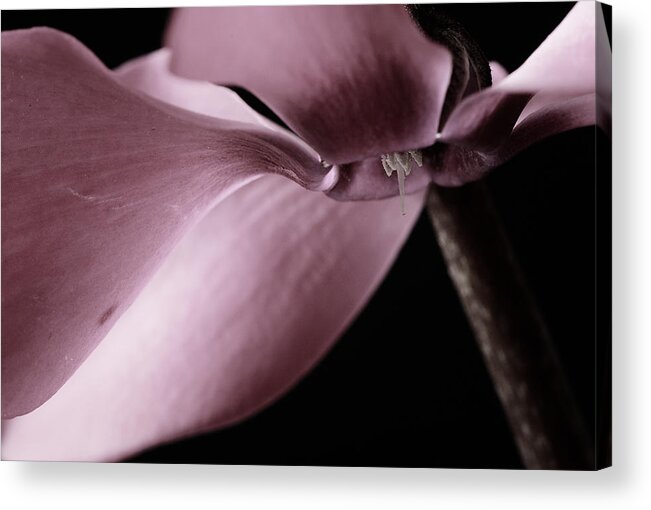 Cyclamen Acrylic Print featuring the photograph Cyclamen #1 by Laura Melis