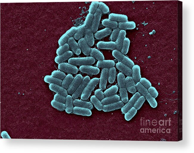 Science Acrylic Print featuring the photograph Escherichia Coli O157h7 Bacteria, Sem #1 by Science Source