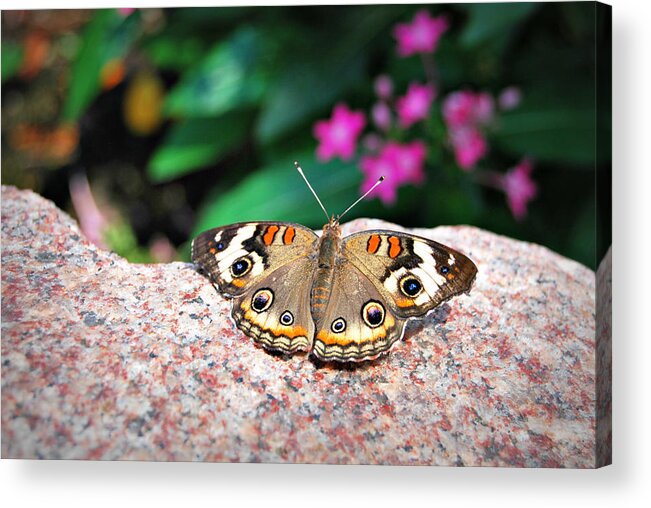 Butterfly Acrylic Print featuring the photograph Peaceful Landing #1 by Lora Mercado